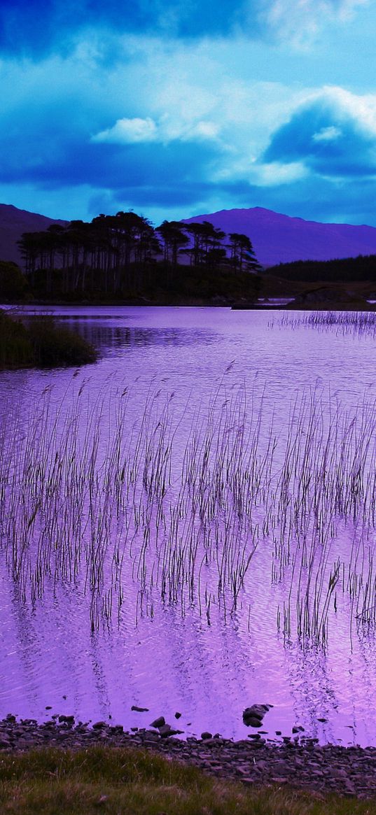 evening, water, grass, lake