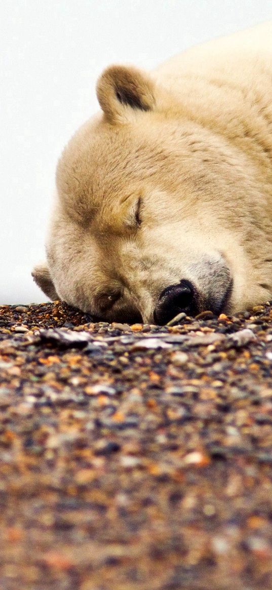 polar bear, gravel, rocks, sleeping, muzzle