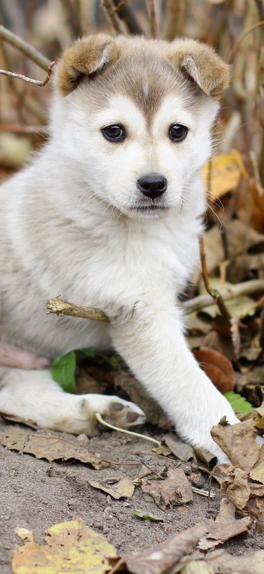 puppy, kid, leaves, branches, autumn