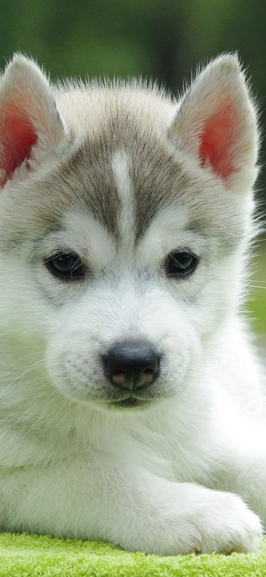 puppy, husky, down, cute