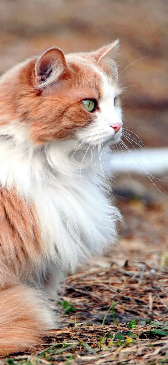 cat, fluffy, leaves, hunting, attention