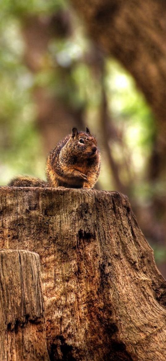 stump, chipmunk, sitting, striped, autumn, forest