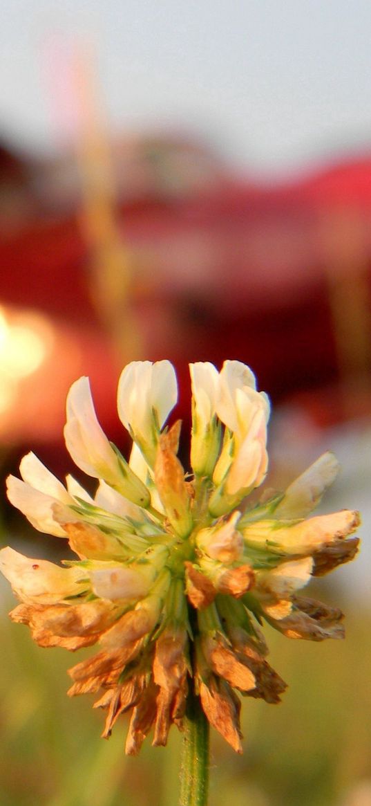 clover, flower, grass, blurred