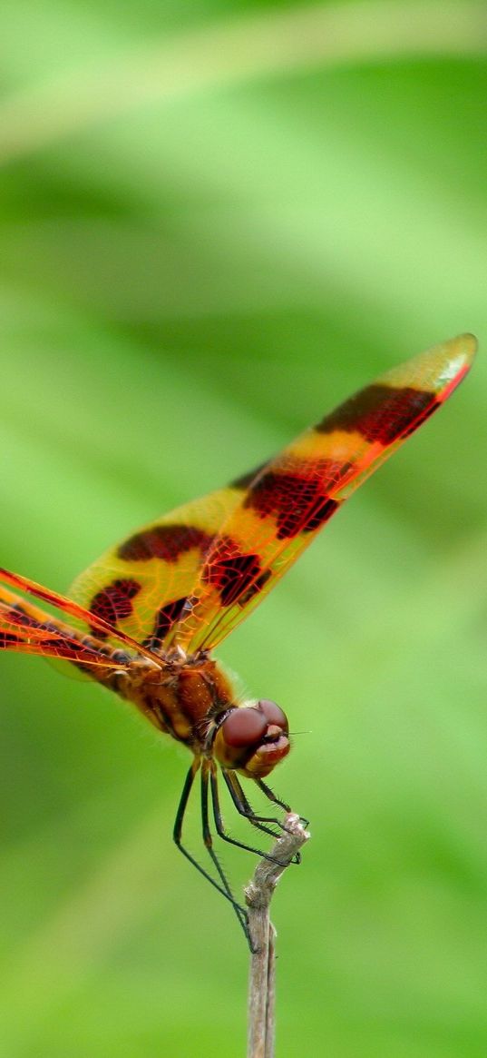 dragonfly, grass, leaves, plant