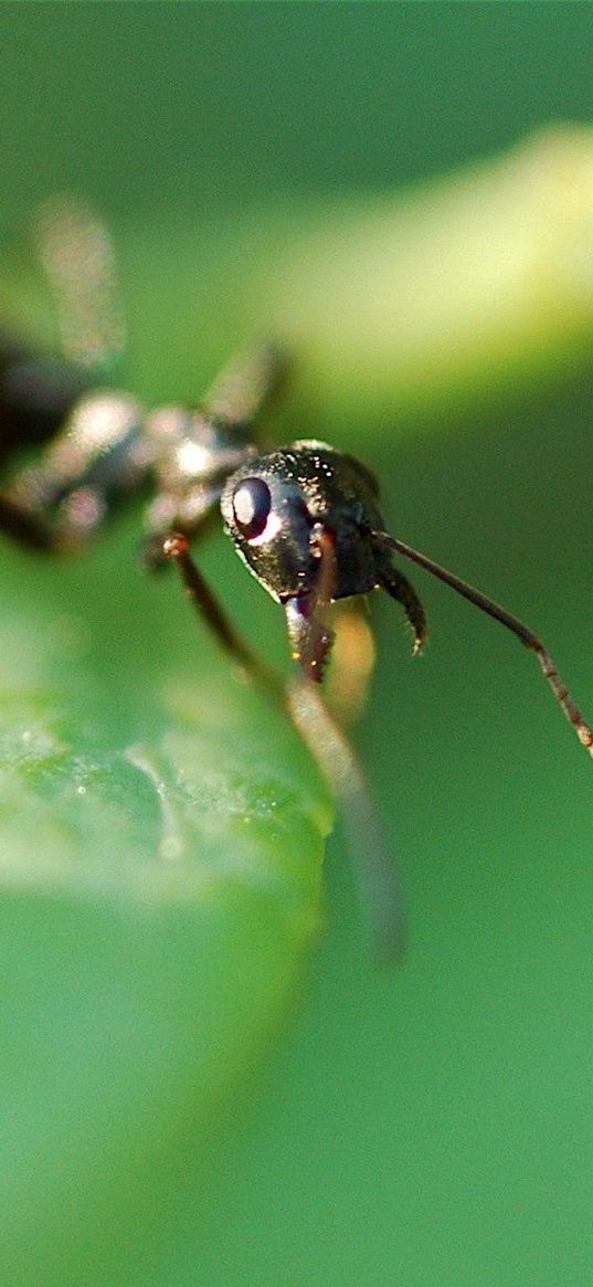 ant, plants, grass, leaves, insects