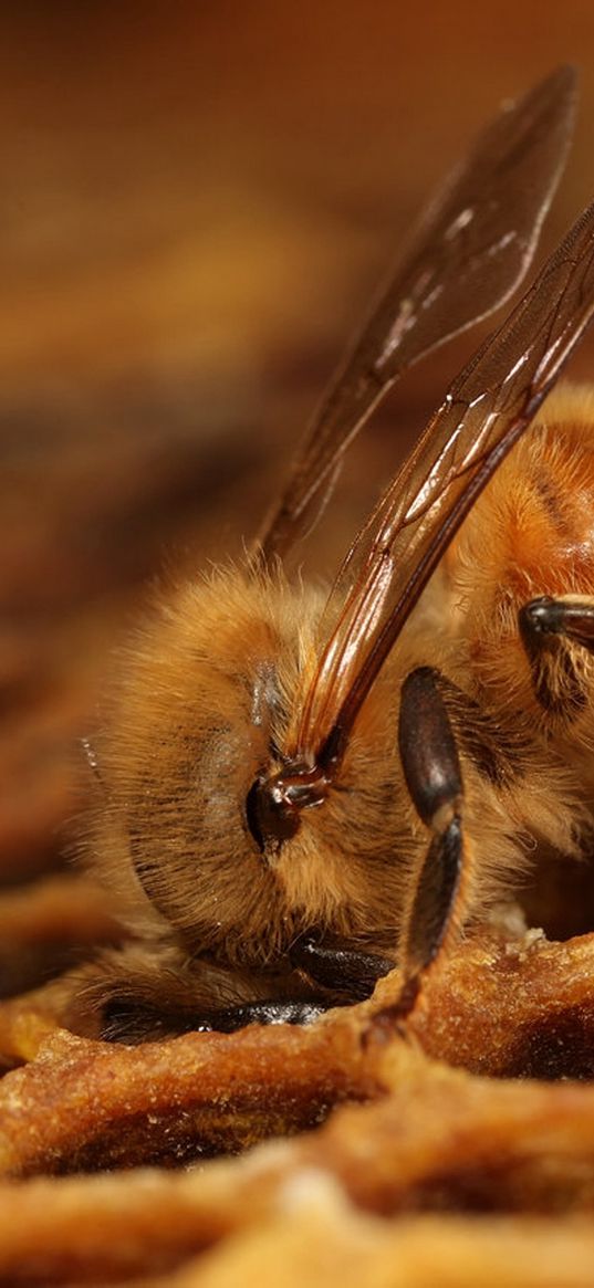 bee, honeycombs, pollination