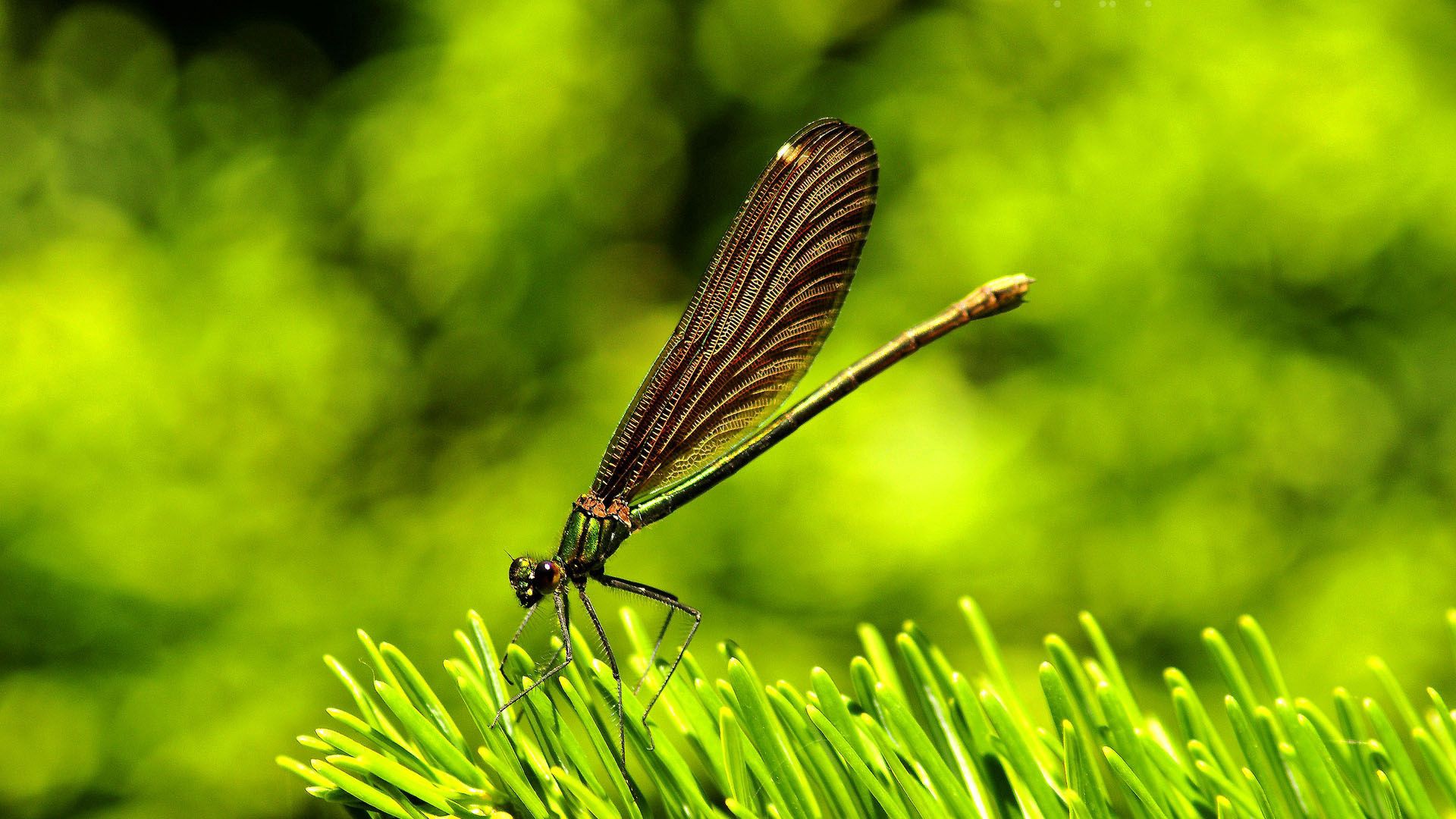 dragonfly, plants, surface