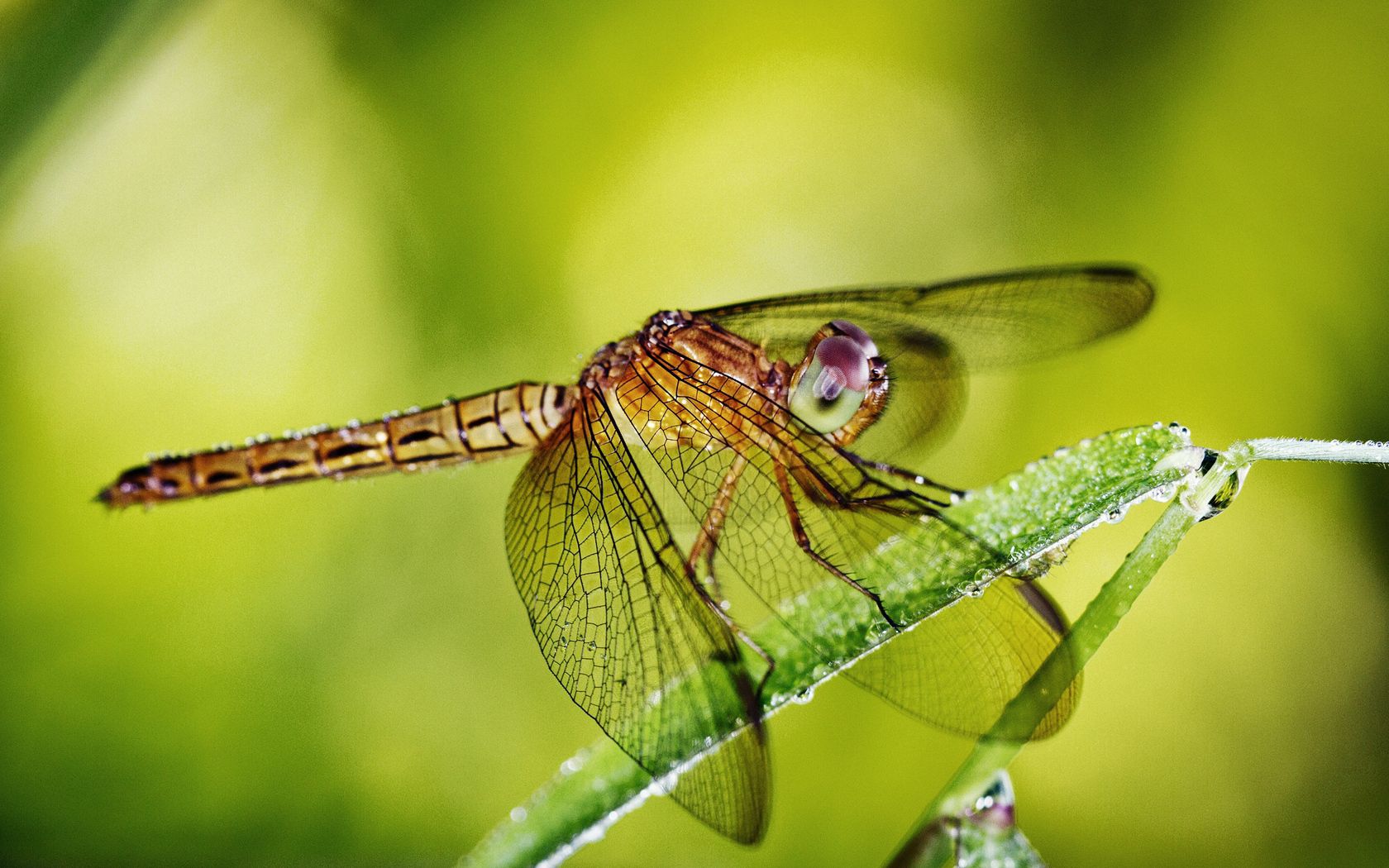 dragonfly, grass, plants, wings, insect