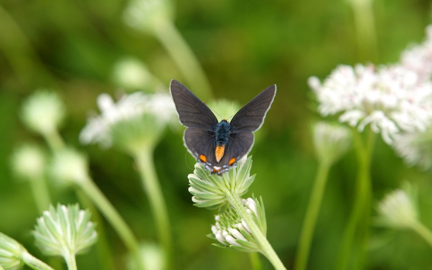 butterflies, grass, sitting, wings, plants