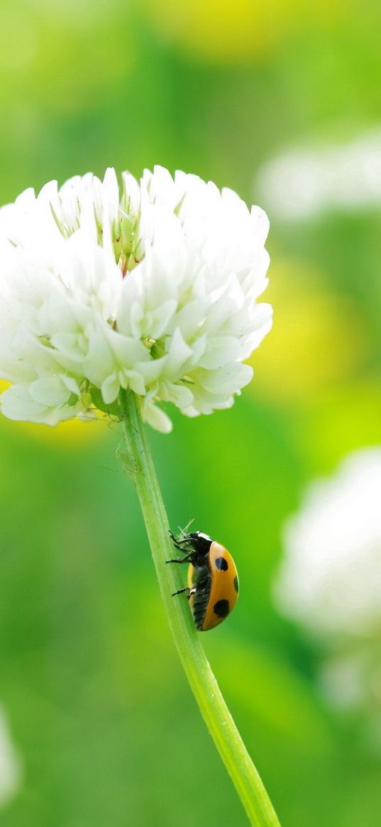 clover, ladybug, grass, insect, flower