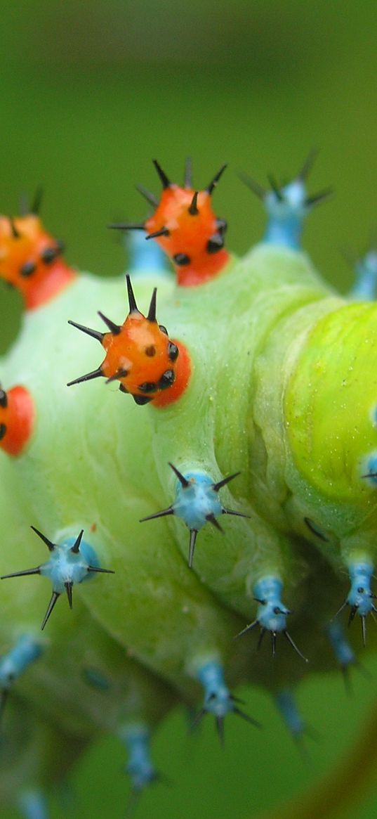 caterpillar, crawling, insect