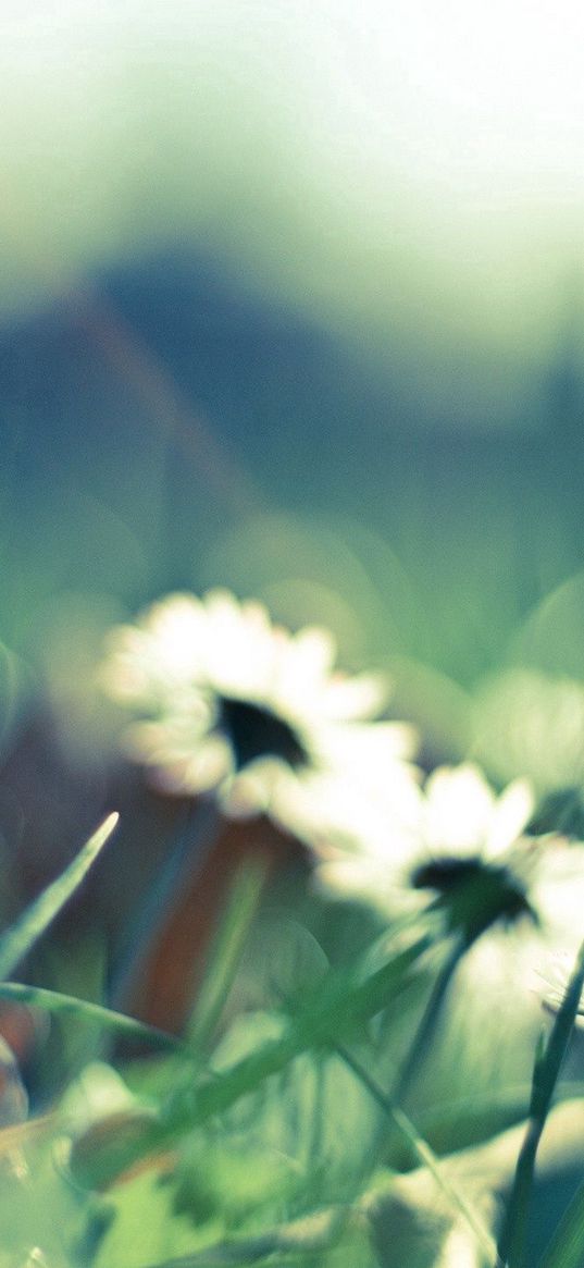 flower, grass, glare, glade