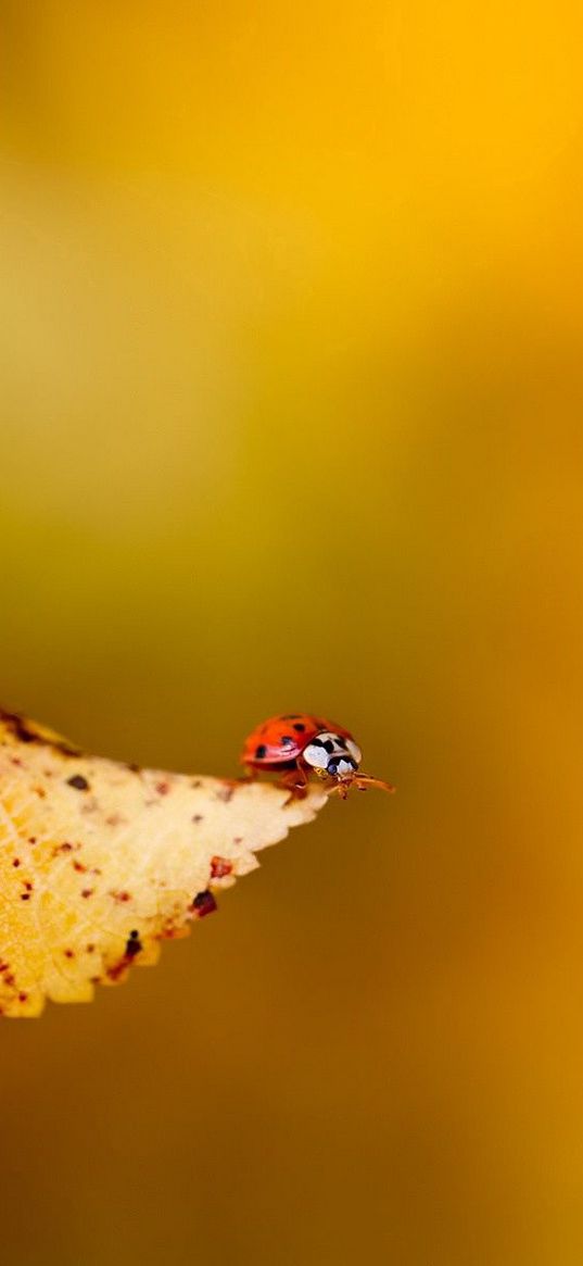ladybug, leaf, plant, insect, crawling
