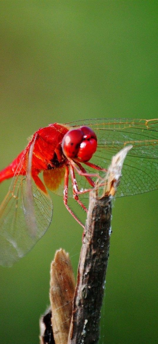 dragonfly, twigs, grass, wings