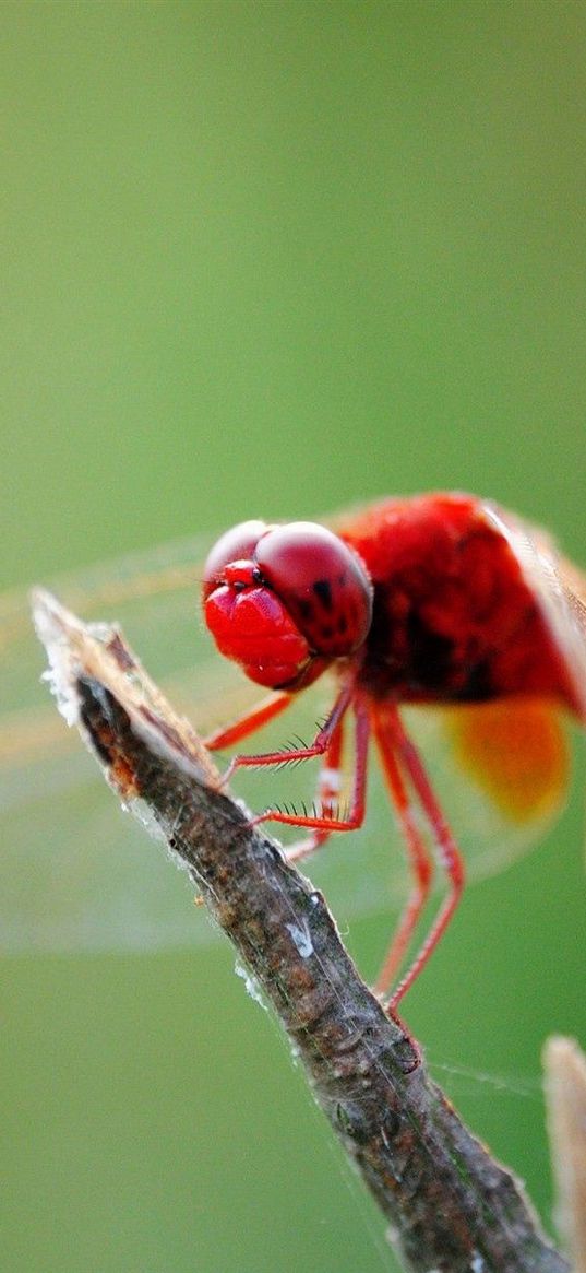 dragonfly, branch, sit, insect