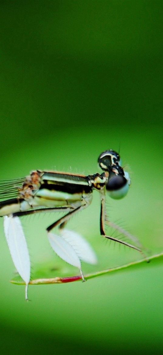 dragonfly, insect, branch, sit, background, blur