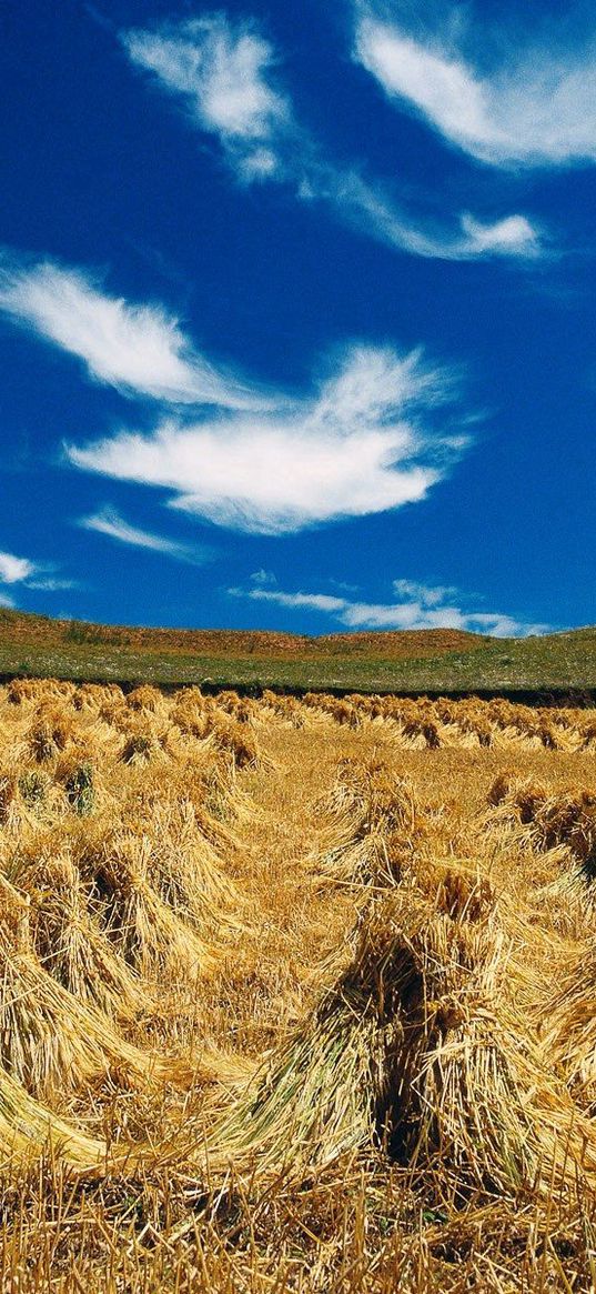 hay, sheaves, summer, agriculture