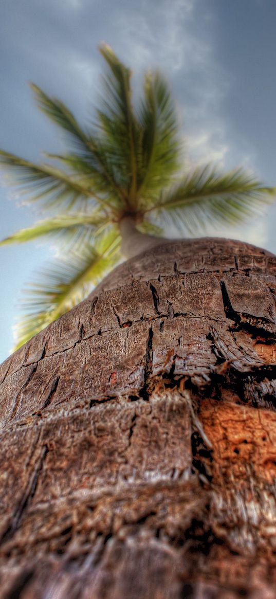 palm tree, trunk, bark, macro, sky