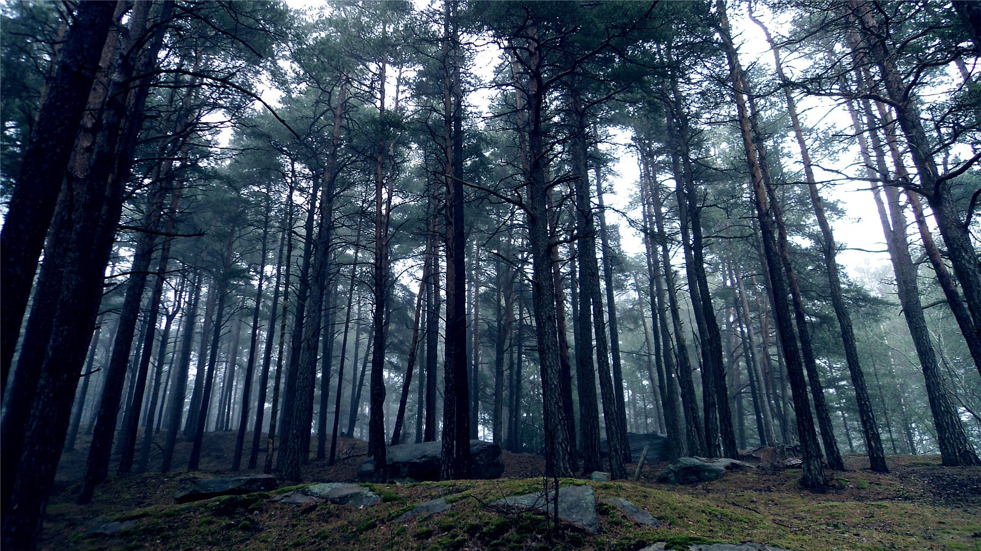 wood, trees, kroner, stones, gloomy, earth