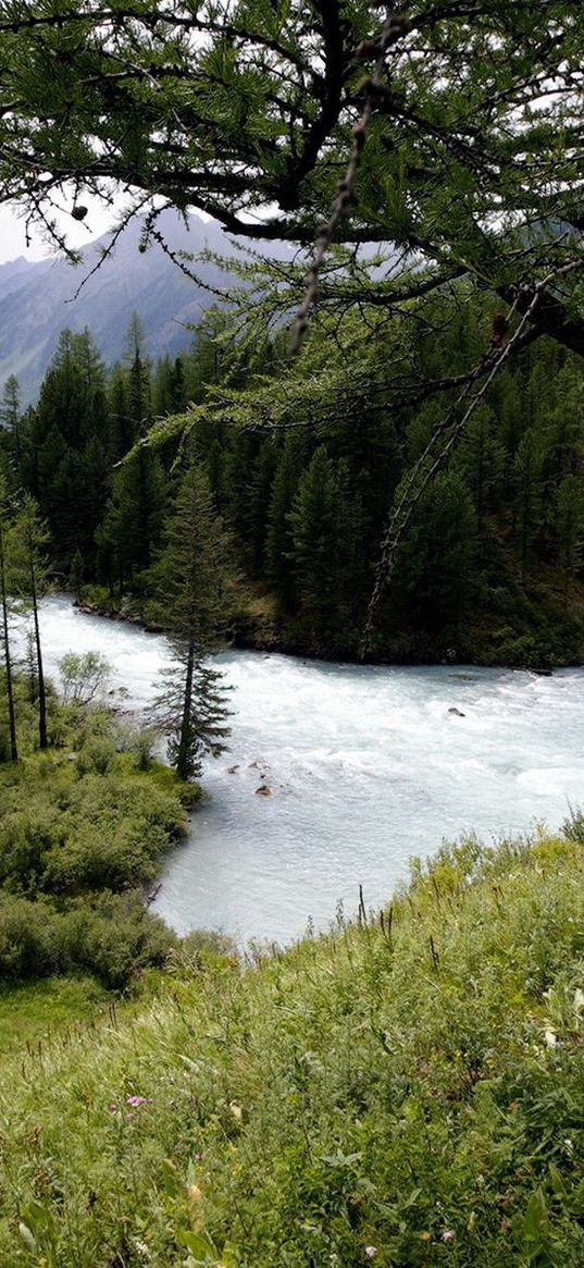 mountain river, trees, wood, despondency