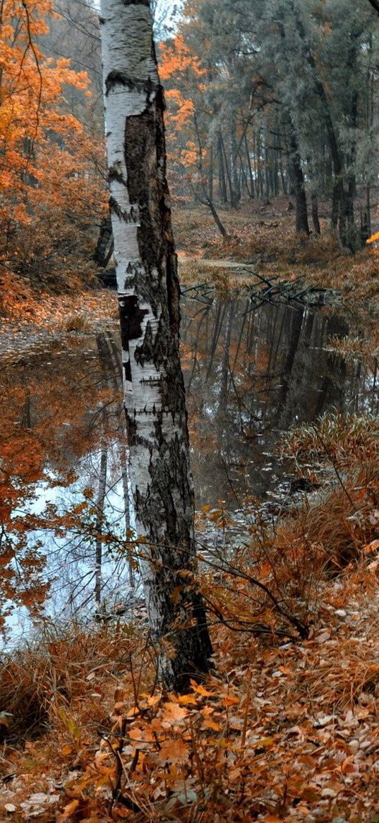 birches, lake, leaf fall