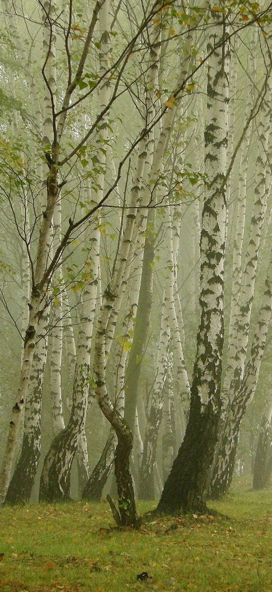 birches, fog, avenue