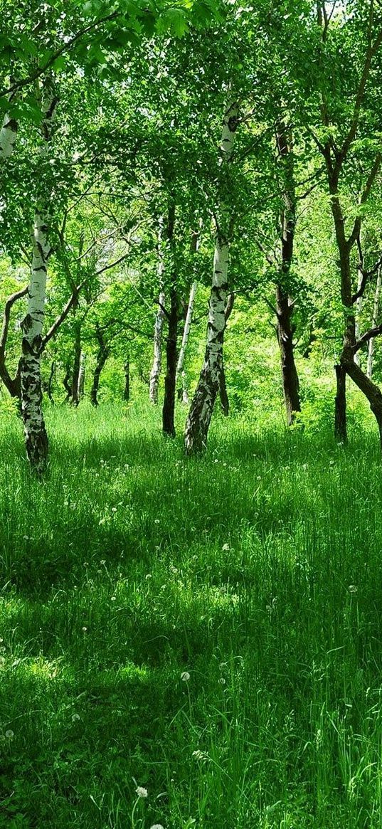 birches, young, summer, grass, green, avenue