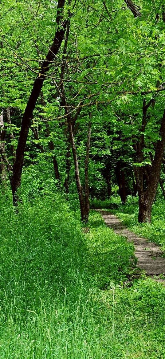 wood, track, trees, summer, circle, signature