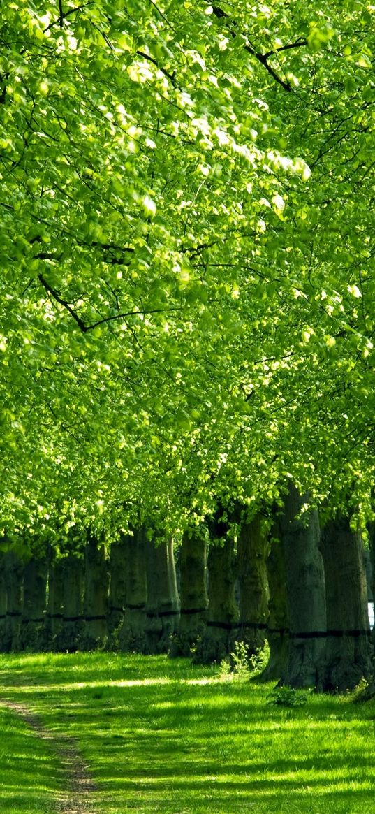 trees, track, corridor, green, grass