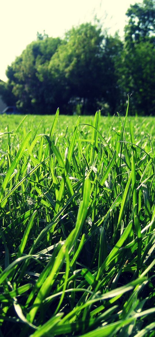 grass, house, summer, light, macro, greens, solarly