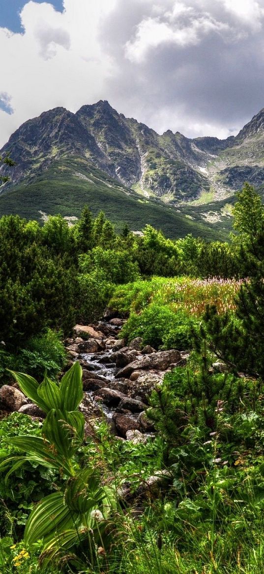 jungle, stones, vegetation, mountains