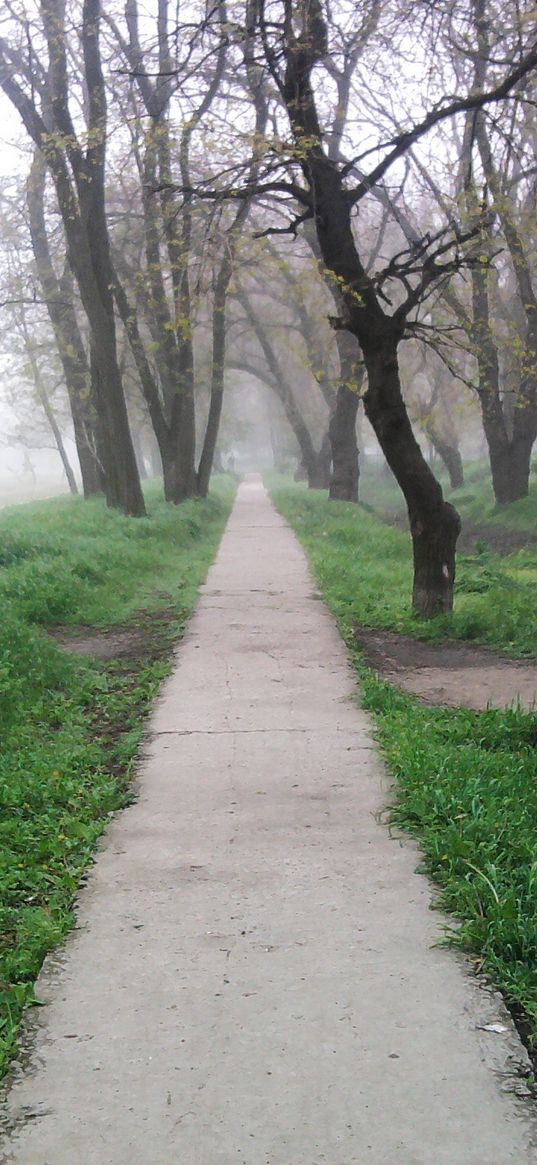 track, wood, fog, melancholy