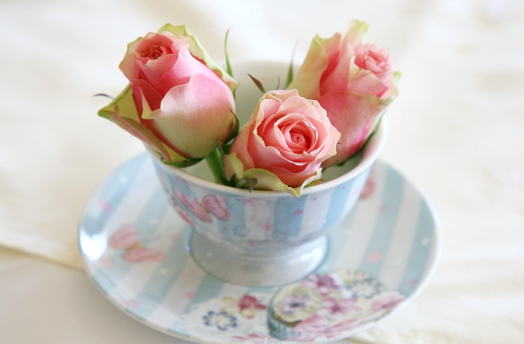 roses, buds, cup, saucer