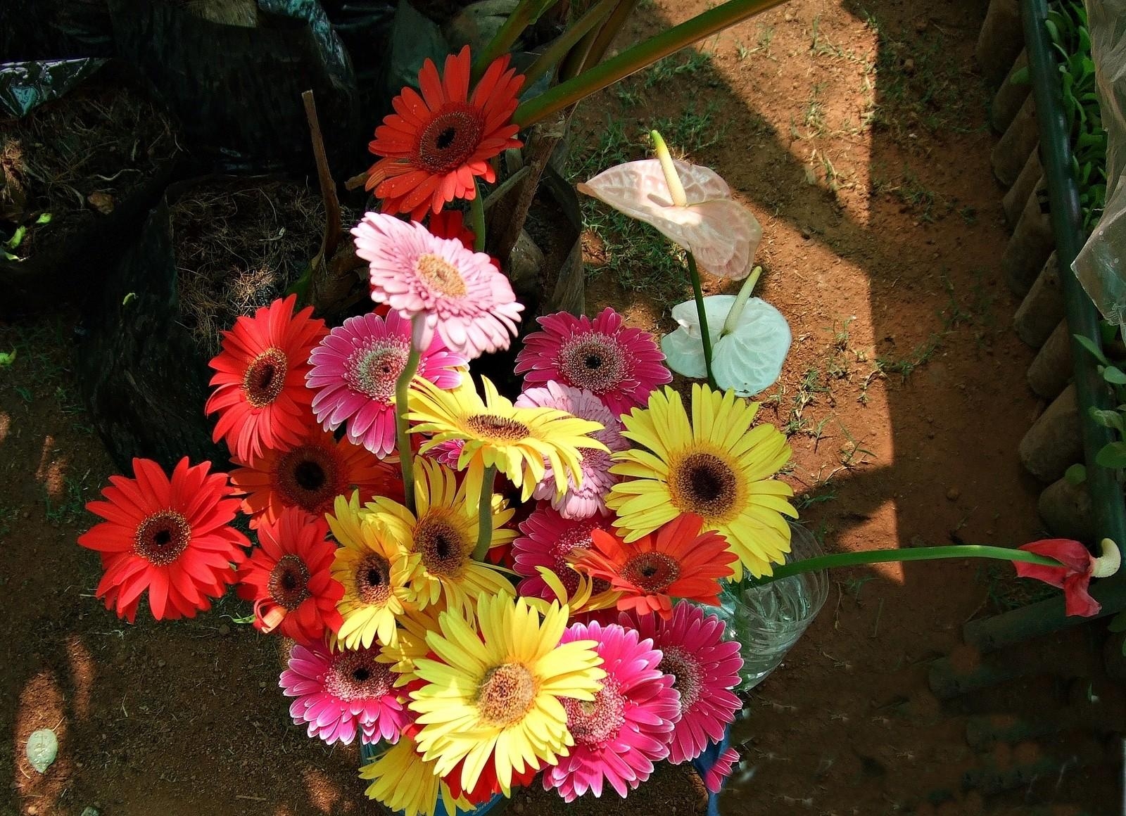 gerbera, anthurium, flower, flowers, vases