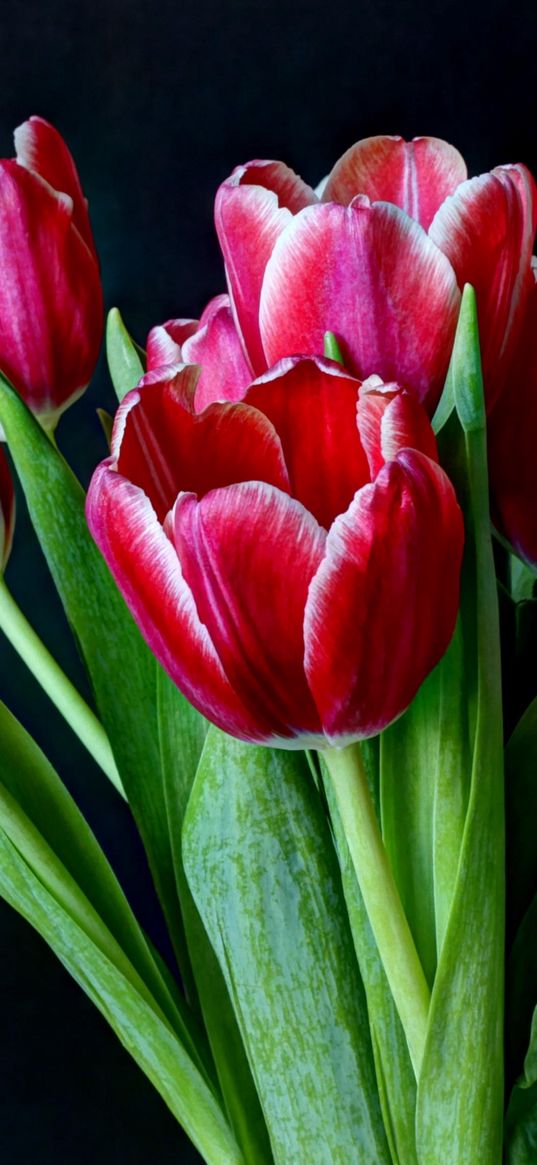 tulips, flowers, two-color, bouquet, dark background