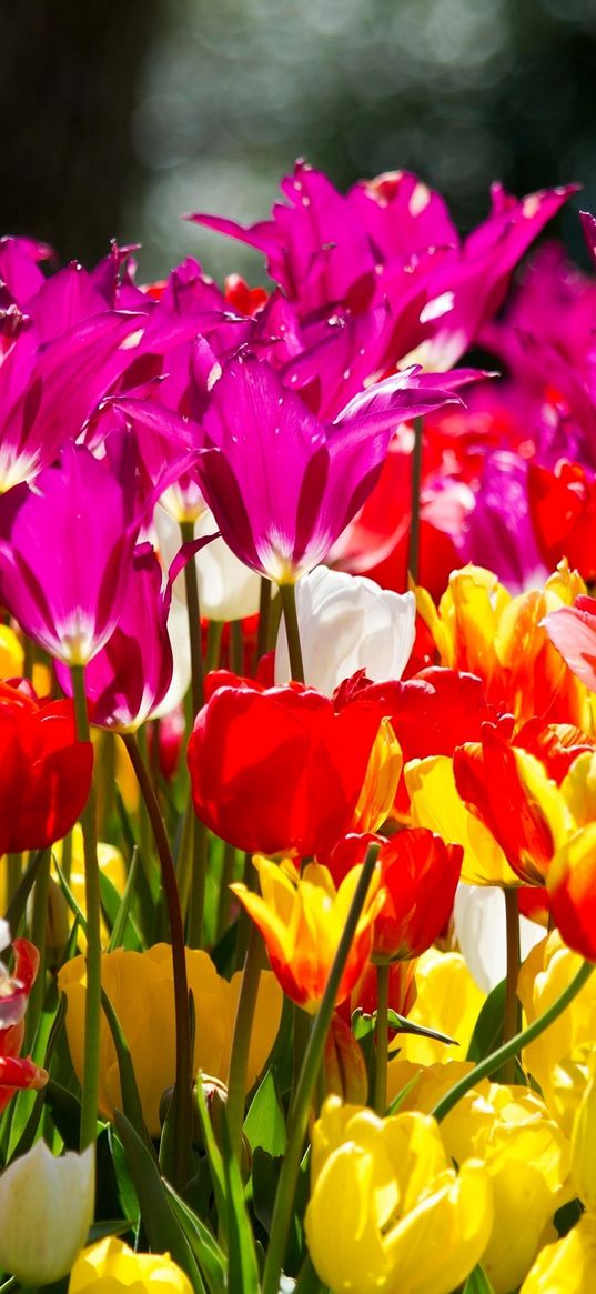 tulips, flowers, different, flowerbed, sunny