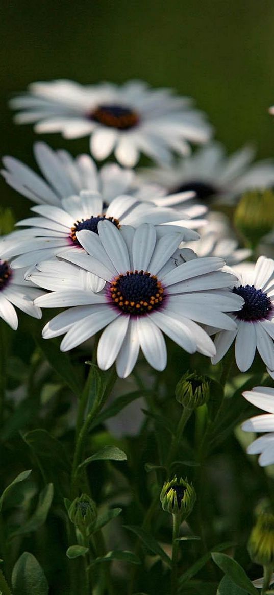 dimorfoteki, flowers, white, green, blur