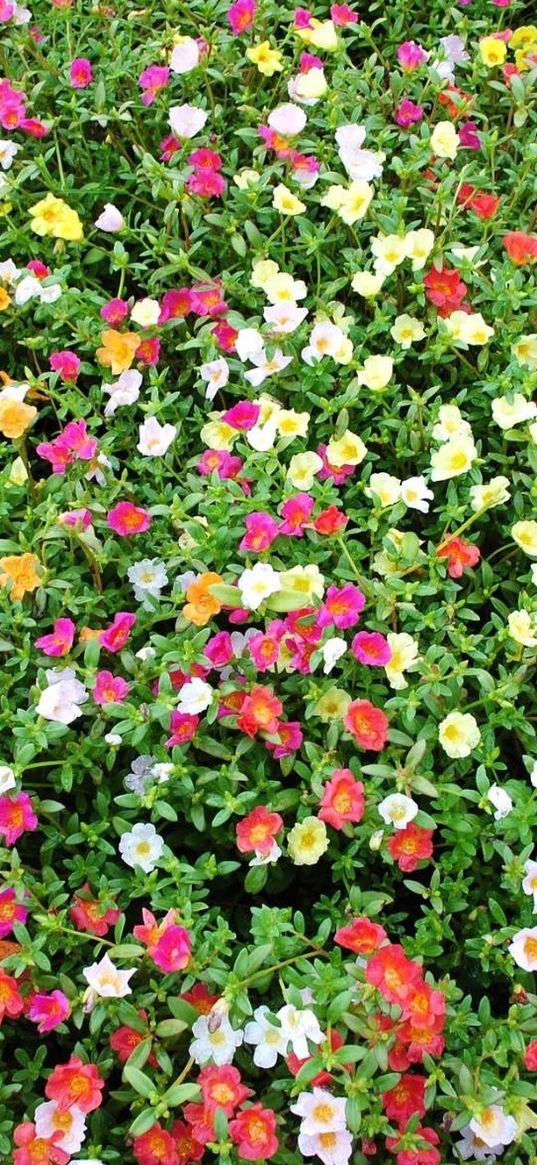 purslane, flowers, colorful, many, sunny, green