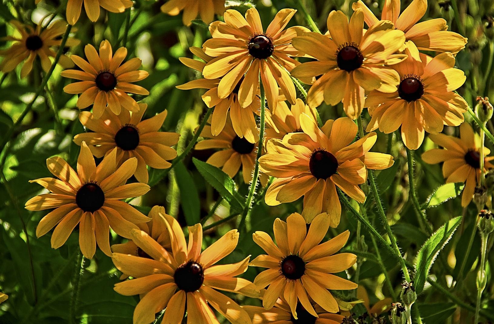 rudbeckia, flowers, flowerbed, blurring