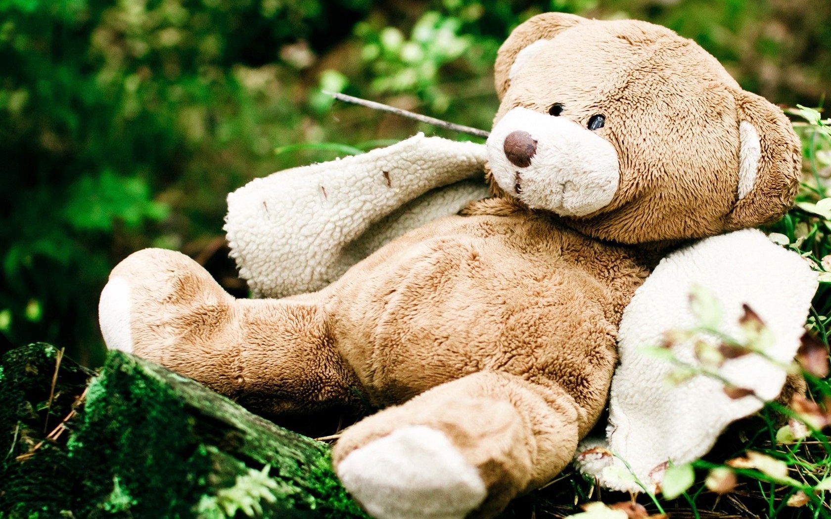 mood, bear, teddy, nature