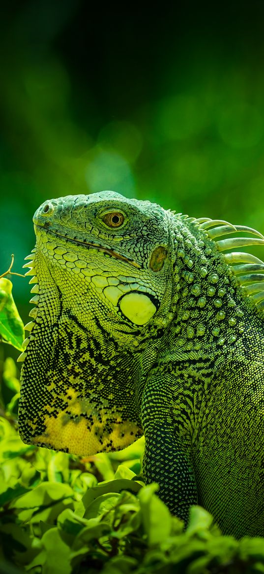 iguana, reptile, lizard, green, grass