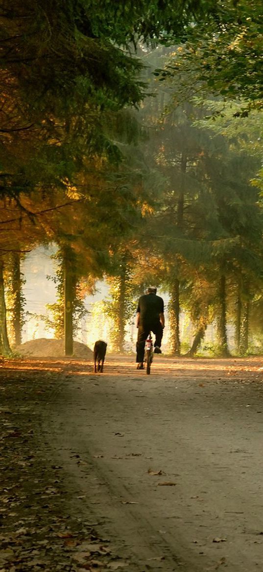 park, bike, skate, trees, autumn