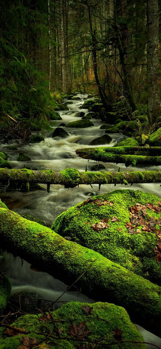 stream, stones, trees, logs, moss, nature