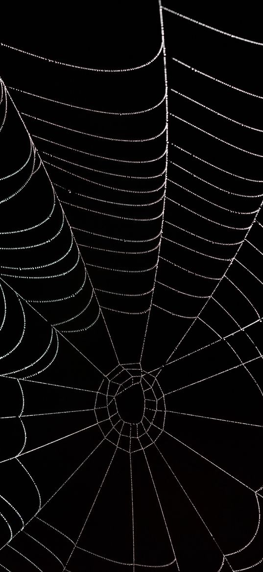 cobweb, darkness, macro, black