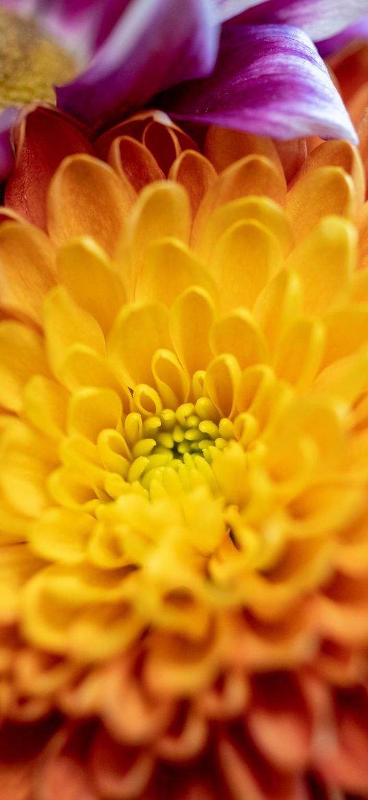 chrysanthemum, flower, macro, petals