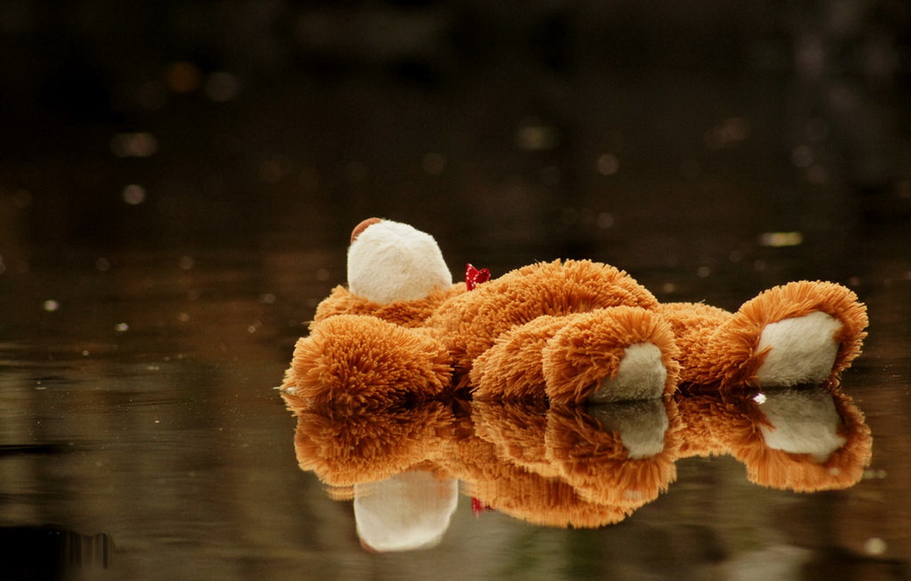 teddy bear, toy, pool, water