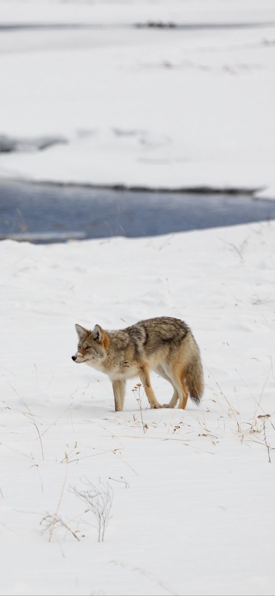 coyote, predator, animal, snow, winter