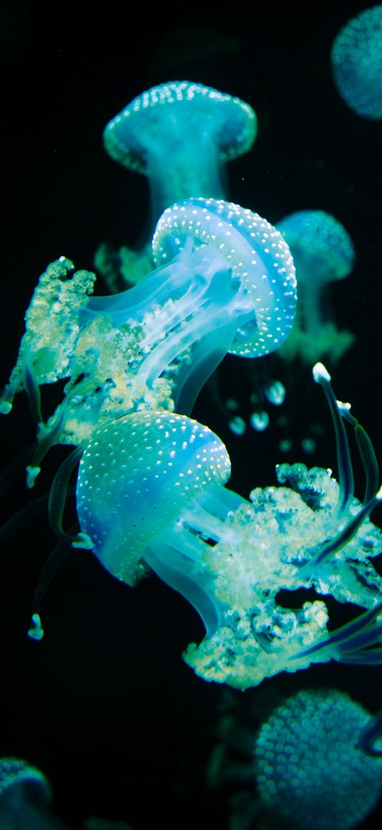 jellyfish, tentacles, glow, underwater