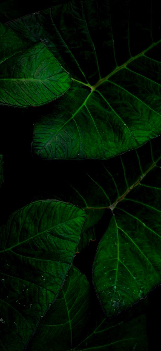 leaf, green, bright, dark, nature