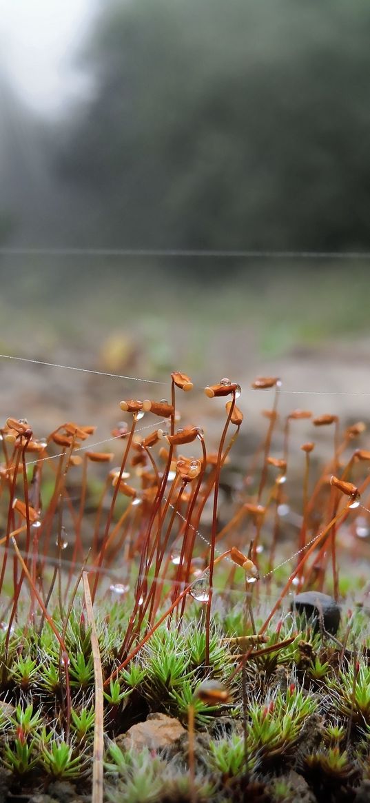 web, grass, macro, prickles